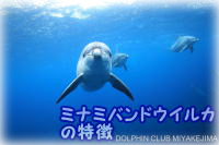 ミナミバンドウイルカの特徴