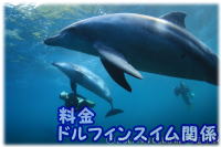 ドルフィンスイムの料金