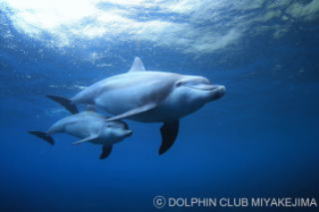 Dolphin parent and child